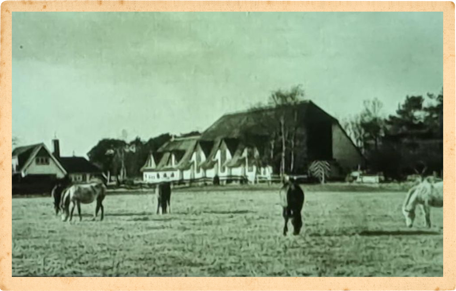 suus-kuyten-horses-locatie-2